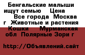 Бенгальские малыши ищут семью) › Цена ­ 5 500 - Все города, Москва г. Животные и растения » Кошки   . Мурманская обл.,Полярные Зори г.